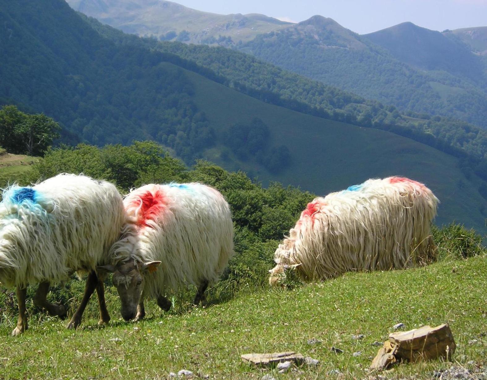Appartamento Kabila Enea 2 Uztarroz Esterno foto